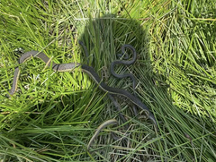 Thamnophis hammondii