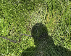 Thamnophis hammondii