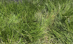 Thamnophis hammondii