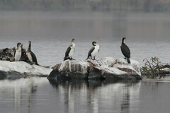 Phalacrocorax carbo lucidus