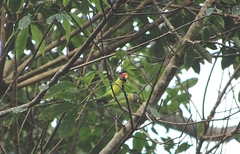 Psittacula cyanocephala