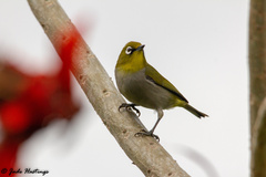 Zosterops virens capensis