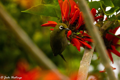 Zosterops virens capensis