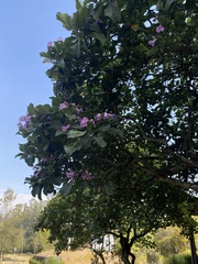 Tabebuia rosea