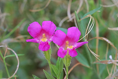 Erythranthe lewisii