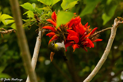 Zosterops virens capensis