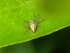 Oxyopes gracilipes
