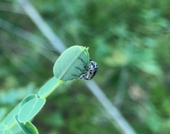 Eudiagogus rosenschoeldi