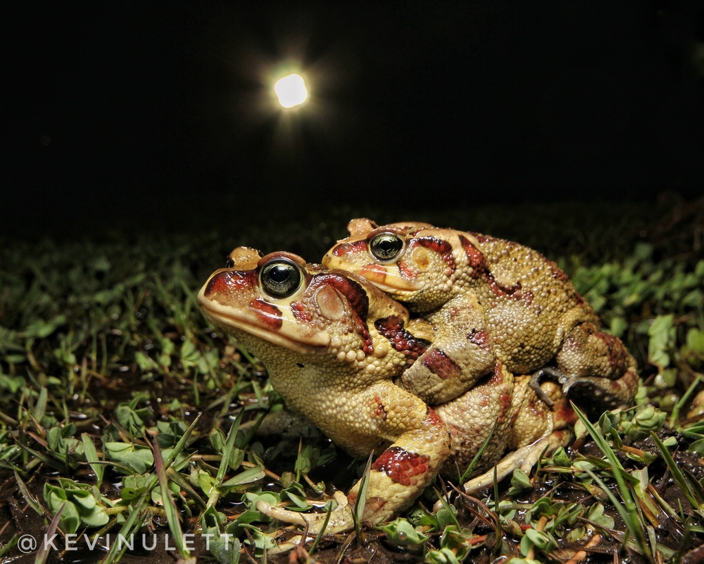 Eastern Leopard Toad