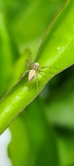 Oxyopes gracilipes