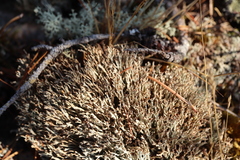 Cladonia crispata