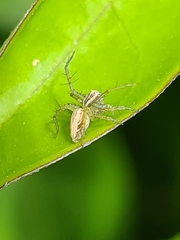 Oxyopes gracilipes
