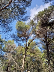 Pinus halepensis