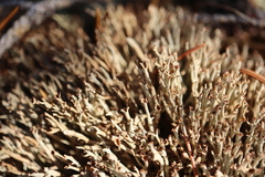 Cladonia crispata