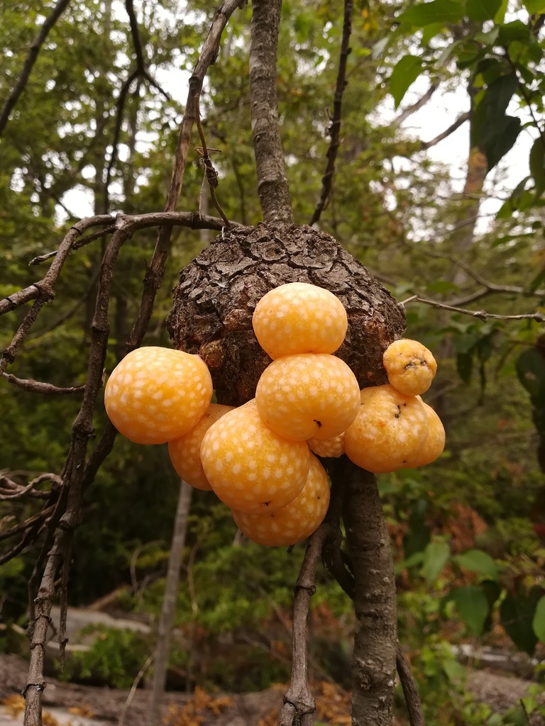 Cyttaria hariotii