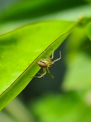 Oxyopes gracilipes