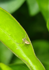 Oxyopes gracilipes