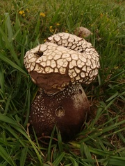 Calvatia cyathiformis