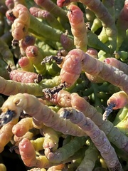 Salicornia rubra