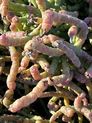 Salicornia rubra