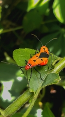 Dysdercus cingulatus