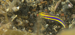 Pentapodus emeryii