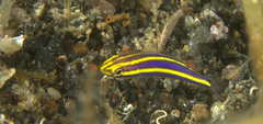 Pentapodus emeryii