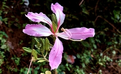 Bauhinia purpurea