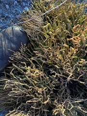Salicornia rubra