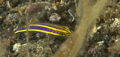 Pentapodus emeryii
