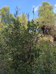 Quercus coccifera