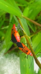 Dysdercus cingulatus