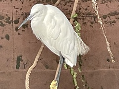 Egretta garzetta