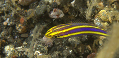Pentapodus emeryii