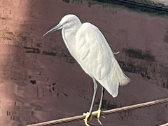 Egretta garzetta