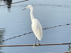 Egretta garzetta