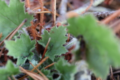 Heuchera micrantha