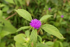 Phyllocephalum scabridum