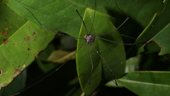 Opiliones