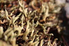 Selaginella wallacei