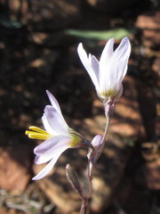Ixia marginifolia