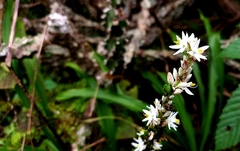 Chlorophytum breviscapum