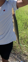 Lepisosteus oculatus