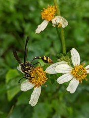 Phimenes flavopictus
