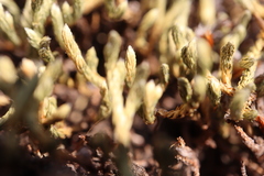 Selaginella wallacei