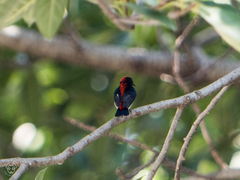 Dicaeum cruentatum