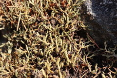 Selaginella wallacei