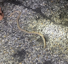 Phyllorhynchus decurtatus