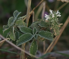 Marrubium incanum