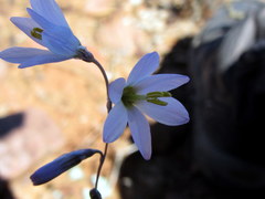 Ixia marginifolia